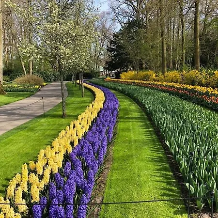 Rozenobel * Zandvoort